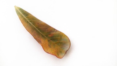 腺花瓣孤立在白色背景上。