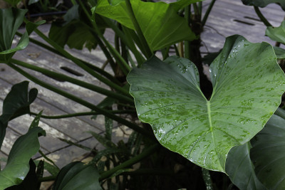 在户外植物市场放松一下