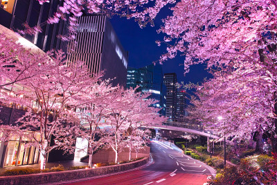 东京市中心的夜晚樱桃树
