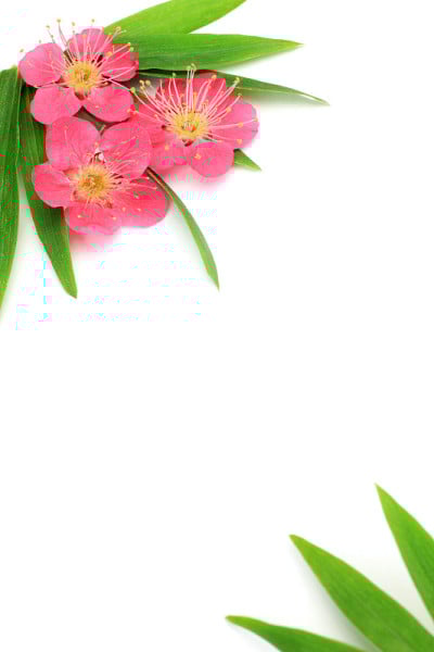梅花竹叶之花