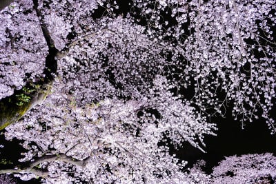 日本东京，野川河沿岸的樱花树被点亮