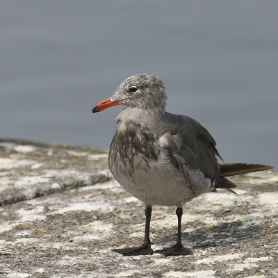 海鸥(larus heermanii)