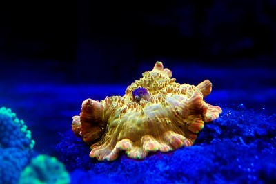 金迪斯科索马蘑菇珊瑚/海葵 - （放线菌属）