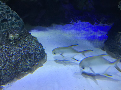 埃及红海的珊瑚礁