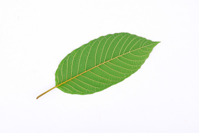 Kratom叶子背面(Mitragyna speciosa)