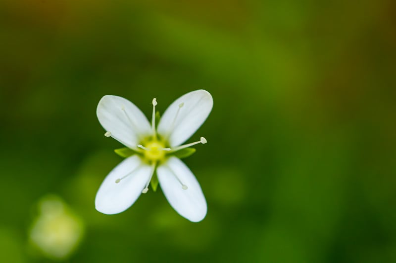 森林里的莫林姬兰花，闭合