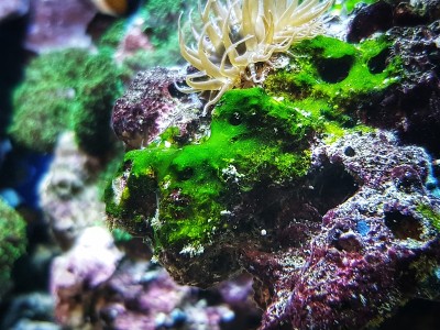 绿色蓝藻附着在礁石水族缸的岩石上