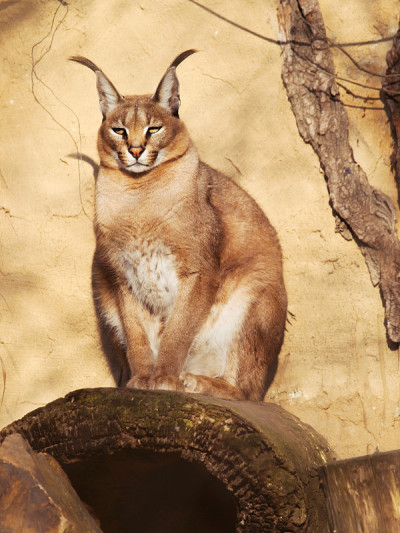 沙漠猞猁-山猫-山猫坐在石头上