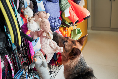 牧羊犬饶有兴趣地看着宠物玩具