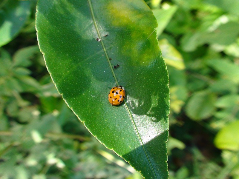 甲虫虫——瓢虫