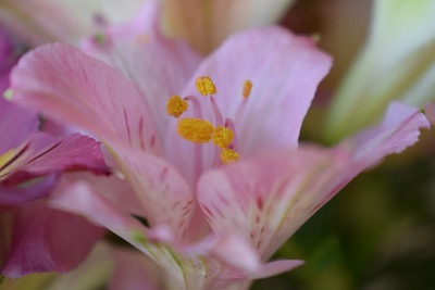 一束粉红色的黄花花。