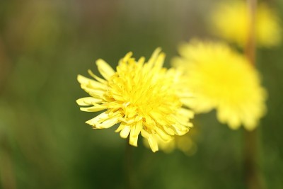 特写照片蒲公英