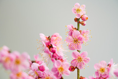 粉色的梅花