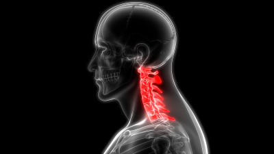 人体骨骼系统、脊柱、颈椎解剖学