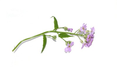 Hesperis matronalis