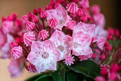 Kalmia latifolia