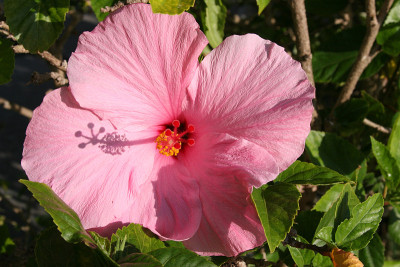 粉色的芙蓉