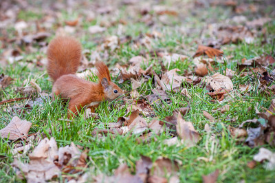 欧亚红松鼠(Sciurus vulgaris)