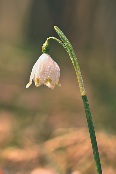 春天的雪花花。(leucojum vernum carpaticum)森林中盛开的美丽花朵，自然色彩