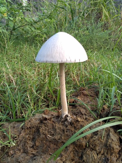 蘑菇