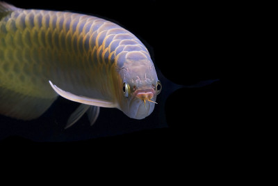 亚洲arowana