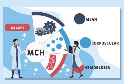 矢量网站设计模板。MCH -平均红细胞血红蛋白