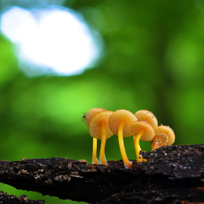Mycena renati蘑菇