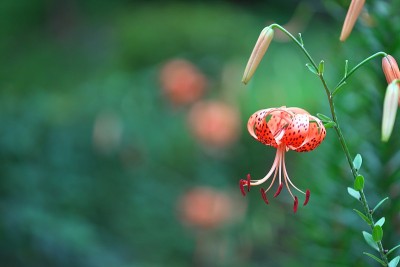 老虎百合