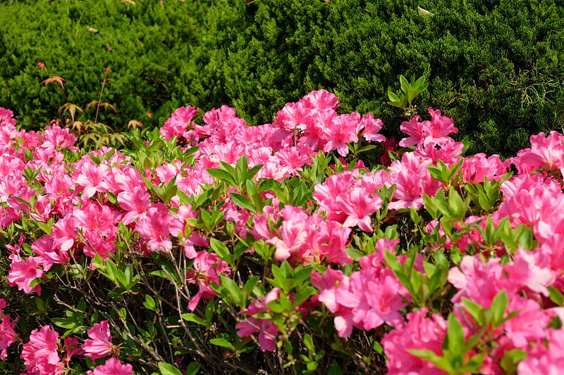 花园里美丽的粉红色花朵