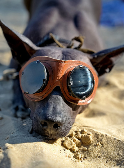 Xoloitzcuintle(墨西哥无毛狗)头与复古太阳镜特写肖像