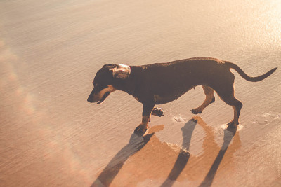 可爱的腊肠犬在沙滩上奔跑
