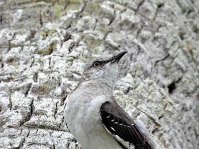北方嘲鸟(Mimus polyglottos)特写