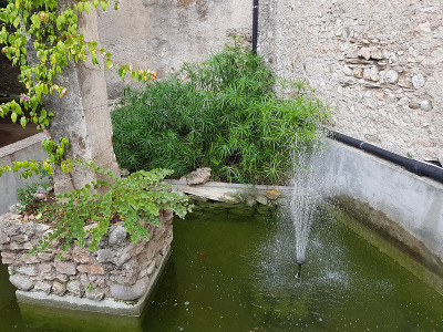 塞浦路斯草，香莎草，交替叶草
