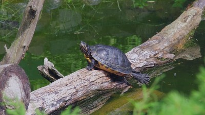 乌龟坐在水塘里树枝上