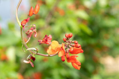 红花菜豆(菜豆)花