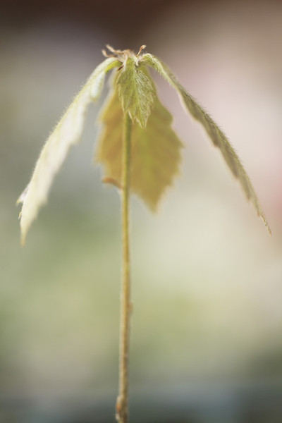 锯齿栎的萌芽