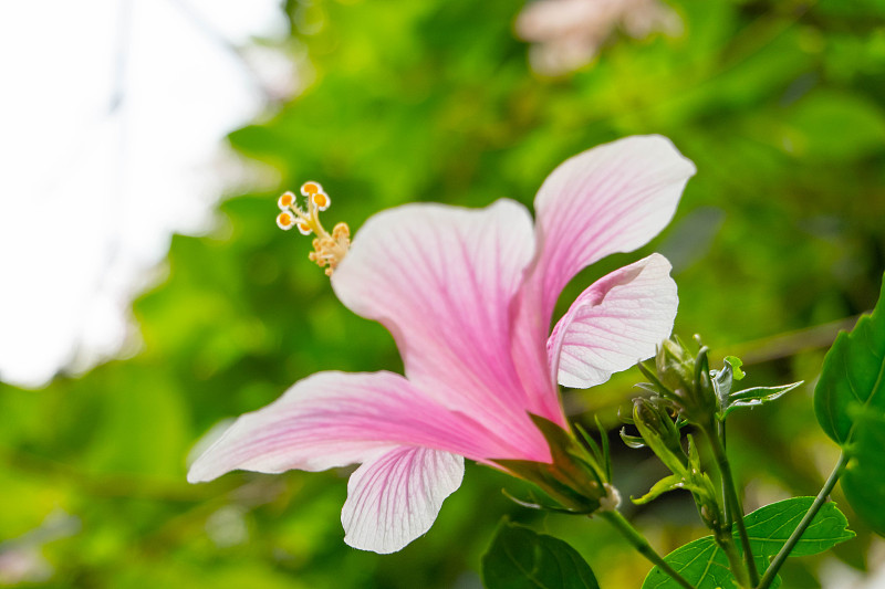 木槿花或月季花的特写