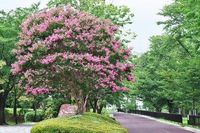 紫薇的花朵