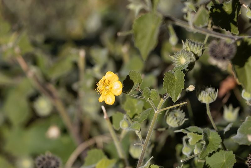 一种绒布草的花(Sida cordifolia)