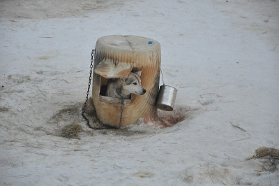 阿拉斯加爱斯基摩犬的雪橇