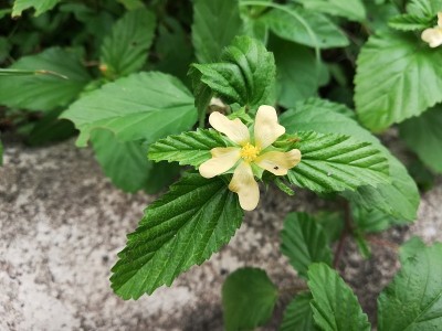 茉莉花，茉莉花，阿拉伯茉莉花，茉莉花
