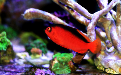 红艳火焰鹰鱼- (new ocirhites armatus)