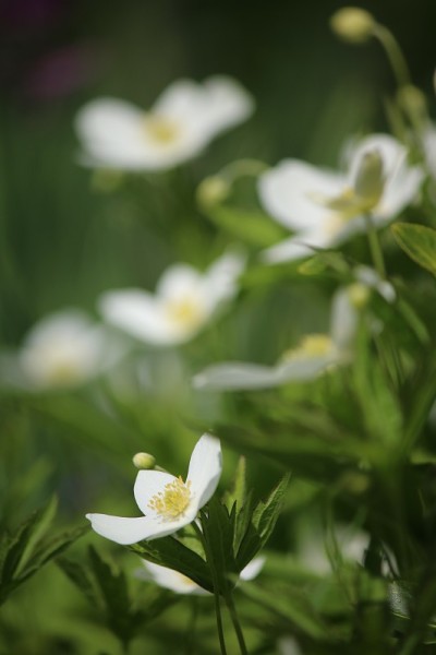 白色五叶银莲花