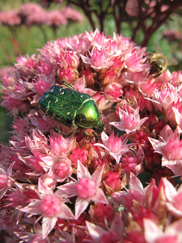 东南景天(Sedum telephium)的白鲸藤(Cetonia aurata)