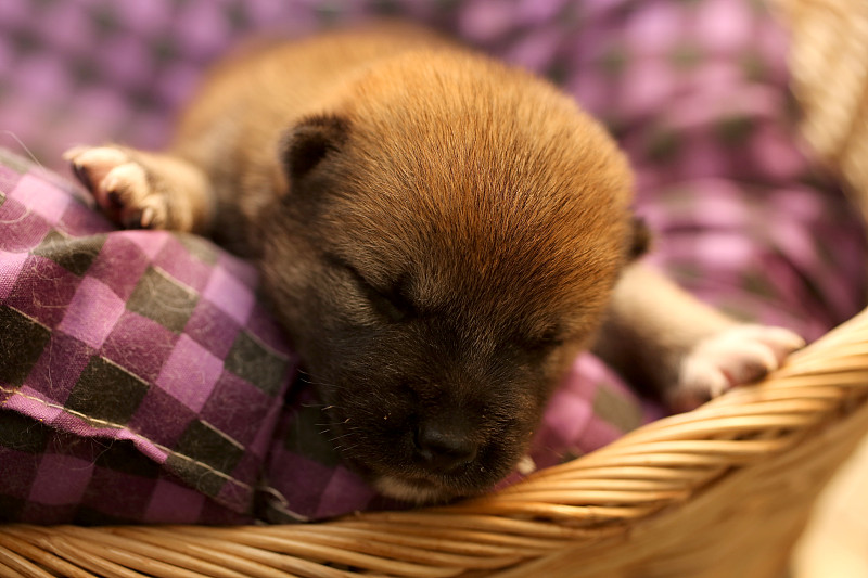 一只睡在篮子里的柴犬。日本狗睡觉。