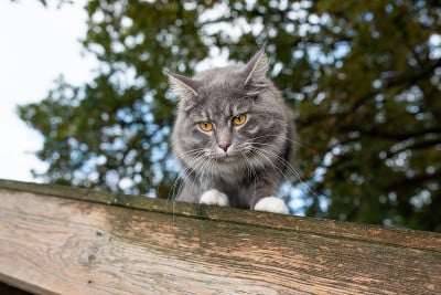 猫的屋顶