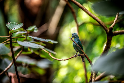 树枝上的蓝Dacnis。