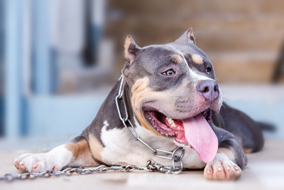 斗牛犬正躺着。