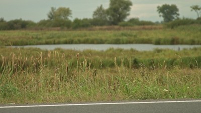 近距离拍摄的草地的道路，背景，沼泽，野生动物附近的新道路