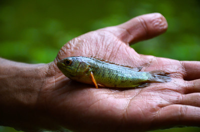 特写的一个astatotilapia stappersi，南迪科，叶鱼或罗非鱼慈鲷鱼的手掌。仔细观察